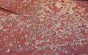 Lichen 5239